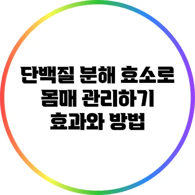 단백질 분해 효소로 몸매 관리하기: 효과와 방법